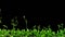 Growth of thale cress (Arabidopsis thaliana)