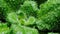 Growth of thale cress (Arabidopsis thaliana)