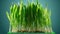 Growth timelapse of a wheat plant on a blue background