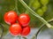 Growth of tomato plants inside a greenhouse