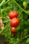 Growth tomato in vegetable garden