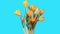 Growth of yellow crocuses flower buds ALPHA matte