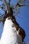 Growths on a gum tree