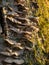 Growths on an old tree trunk