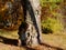 Growths on the trunk of a very old birch