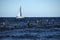 Groyne at the baltic sea