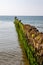 Groyne with seagulls on the beach near Kampen