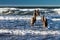 Groynes on shore