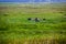Grren field with buffaloes