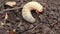 Grub worms or rhinoceros beetle grow in soil on farm which agriculture gardening. Worm insects for eating as food, it is good sour