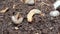 Grub worms or rhinoceros beetle grow in soil on farm which agriculture gardening. Worm insects for eating as food, it is good sour