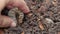 Grub worms or rhinoceros beetle grow in soil on female hands`s farmer which agriculture gardening. Worm insects for eating as food