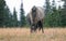 Grulla Stallion wild horse walking with lowered head in the Pryor Mountains Wild Horse Range in Montana USA