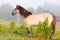 Grullo bashkir horse