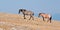 Grullo Stallion and Cinnamon Red Roan Mare climbing Sykes Ridge in the Pryor Mountain Wild Horse Range in Montana