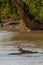 Grumeti river. Resting in the shallows crocodile. Tanzania, Africa