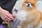 A grummer combs the wool of a Pomeranian with a brush.