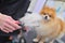 grummer combs the wool of a Pomeranian with a brush. Dog Care