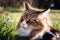 Grumpy, angry beautiful norwegian forest cat sitting outdoor