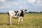 Grumpy black mottled cow standing on green yellow grass in a meadow, small udder, in the Netherlands and a blue sky