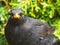 Grumpy blackbird