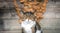 Grumpy british shorthair cat outdoors portrait