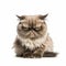 Grumpy Cat: A Cute And Scary Feline In A National Geographic Style Photo