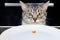 The grumpy cat looks at the empty plate with red caviar. Sad cat sitting in front of a table with an empty bowl. Human food is