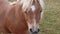 Grumpy chestnut pony horse.