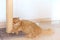 Grumpy domestic ginger cat l