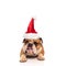 Grumpy english bulldog santa sticking out his tongue