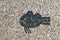 Grumpy fish pebbles mosaic on the floor on Rhodes island