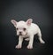 Grumpy French Bulldog Puppy