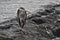 Grumpy grey heron on River Rothay