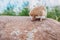 Grumpy hedgehog standing on a stone on a blurred forest background