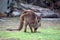 Grumpy Kangaroo