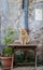 A Grumpy Lokking Cat sitting on a outdoor-table