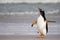 Grumpy looking Gentoo Penguin