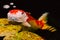 Grumpy looking large koi carp fish with three bubbles of water