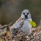 Grumpy looking little sparrow