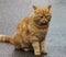 Grumpy Looking Orange Cat In Galway Ireland