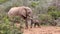 Grumpy Male Elephant hitting Baby