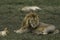 Grumpy male lion in Serengeti