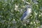 Grumpy night heron glares into the sun with his head feathers blowing in the wind