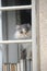 A grumpy old cat sitting in a window looking out at the world passing by.