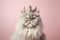 Grumpy Persian cat with crown on pastel pink background