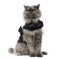 Grumpy Persian cat wearing a shiny harness