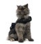 Grumpy Persian cat wearing a shiny harness, sitting