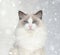 Grumpy ragdoll cat with blue eyes in snow