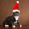 Grumpy Santa Cat